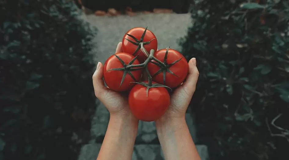 paradicsom a potencia érdekében